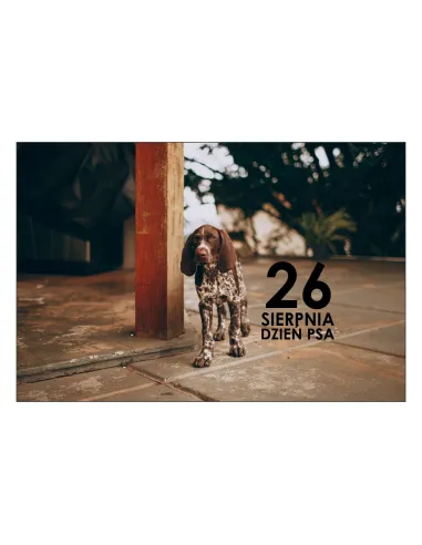Magnesy na lodówkę - 26 SIERPNIA DZIEŃ PSA - drukarnia, hurtownia, producent magnesów na lodówkę - druktur.com