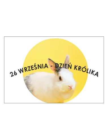 Magnesy na lodówkę - 26 WRZEŚNIA DZIEŃ KRÓLIKA - drukarnia, hurtownia, producent magnesów na lodówkę - druktur.com