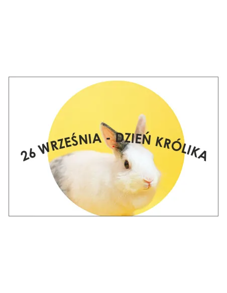 Magnesy na lodówkę - 26 WRZEŚNIA DZIEŃ KRÓLIKA - drukarnia, hurtownia, producent magnesów na lodówkę - druktur.com