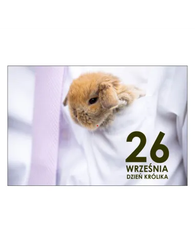 Magnesy na lodówkę - 26 WRZEŚNIA DZIEŃ KRÓLIKA - drukarnia, hurtownia, producent magnesów na lodówkę - druktur.com