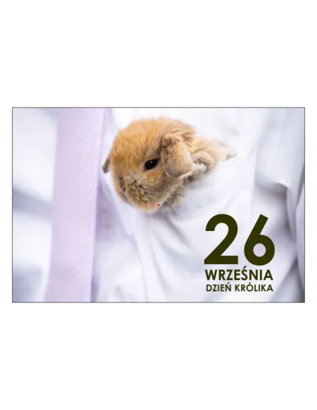 Magnesy na lodówkę - 26 WRZEŚNIA DZIEŃ KRÓLIKA - drukarnia, hurtownia, producent magnesów na lodówkę - druktur.com