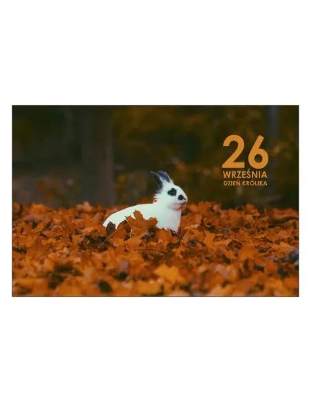 Magnesy na lodówkę - 26 WRZEŚNIA DZIEŃ KRÓLIKA - drukarnia, hurtownia, producent magnesów na lodówkę - druktur.com