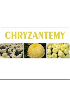 BANER na płot CHRYZANTEMY CREAMIST reklama plandek
