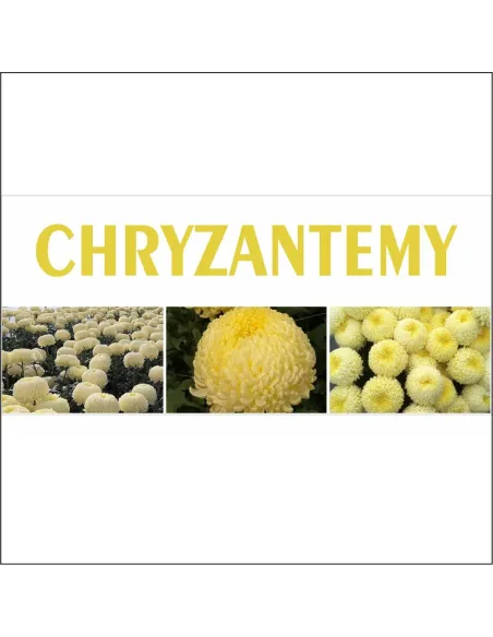 BANER na płot CHRYZANTEMY CREAMIST reklama plandek